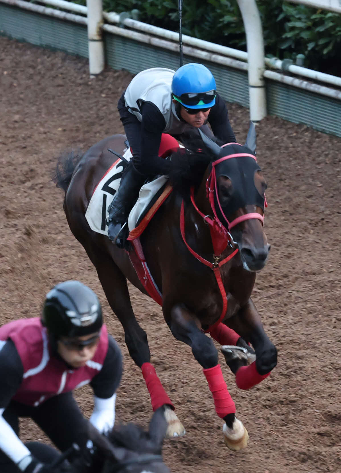 小牧太騎手を背に坂路で追い切るワールドリバイバル