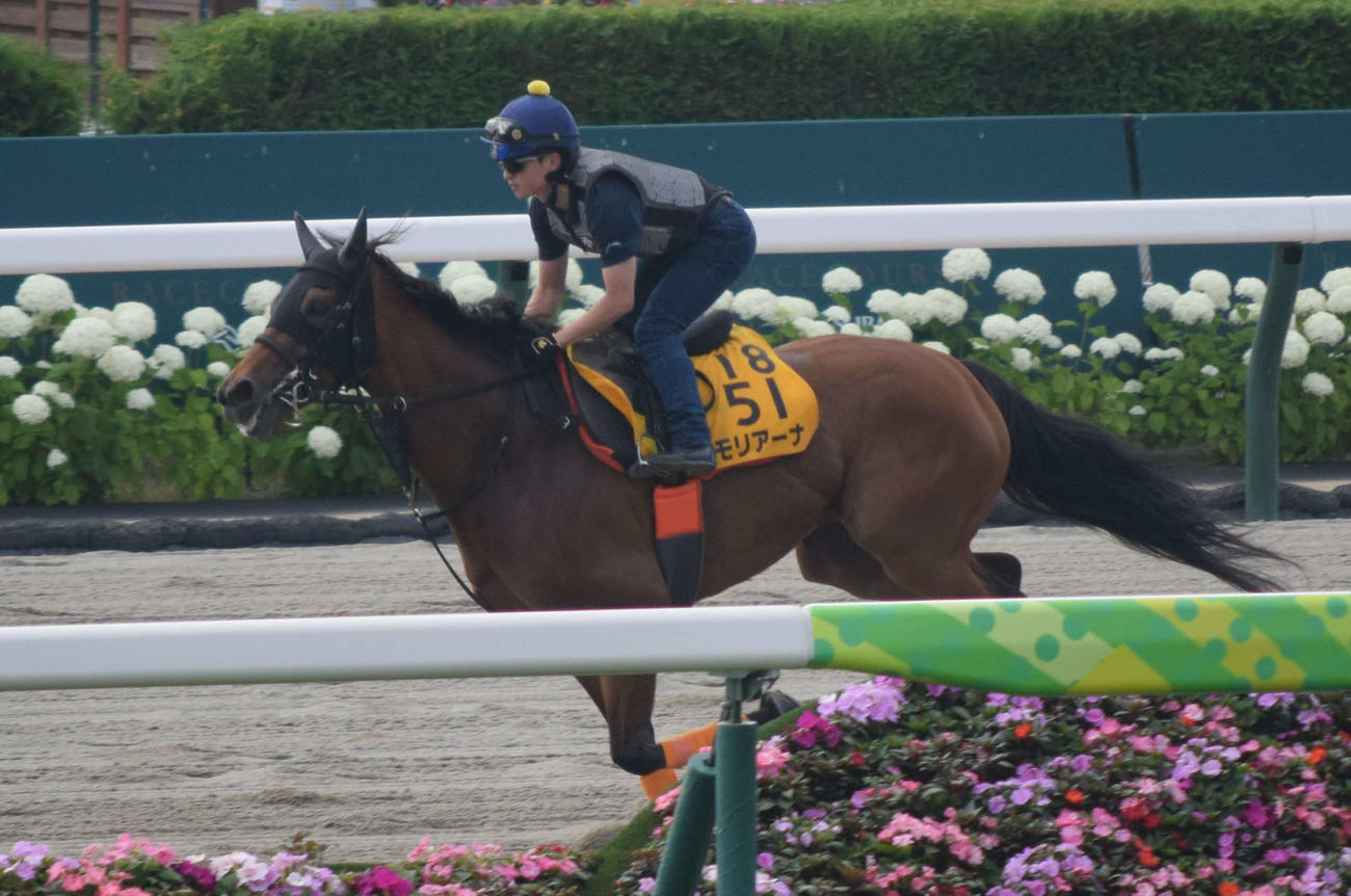 クイーンSの1週前追い切りを札幌競馬場のダートコースで行うモリアーナ