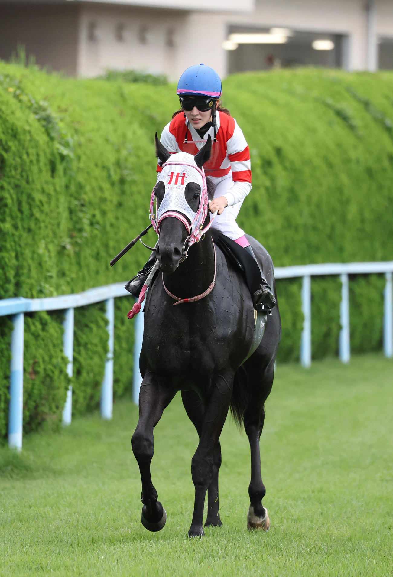 ひまわり賞を制したケイテンアイジン（撮影・白石智彦）