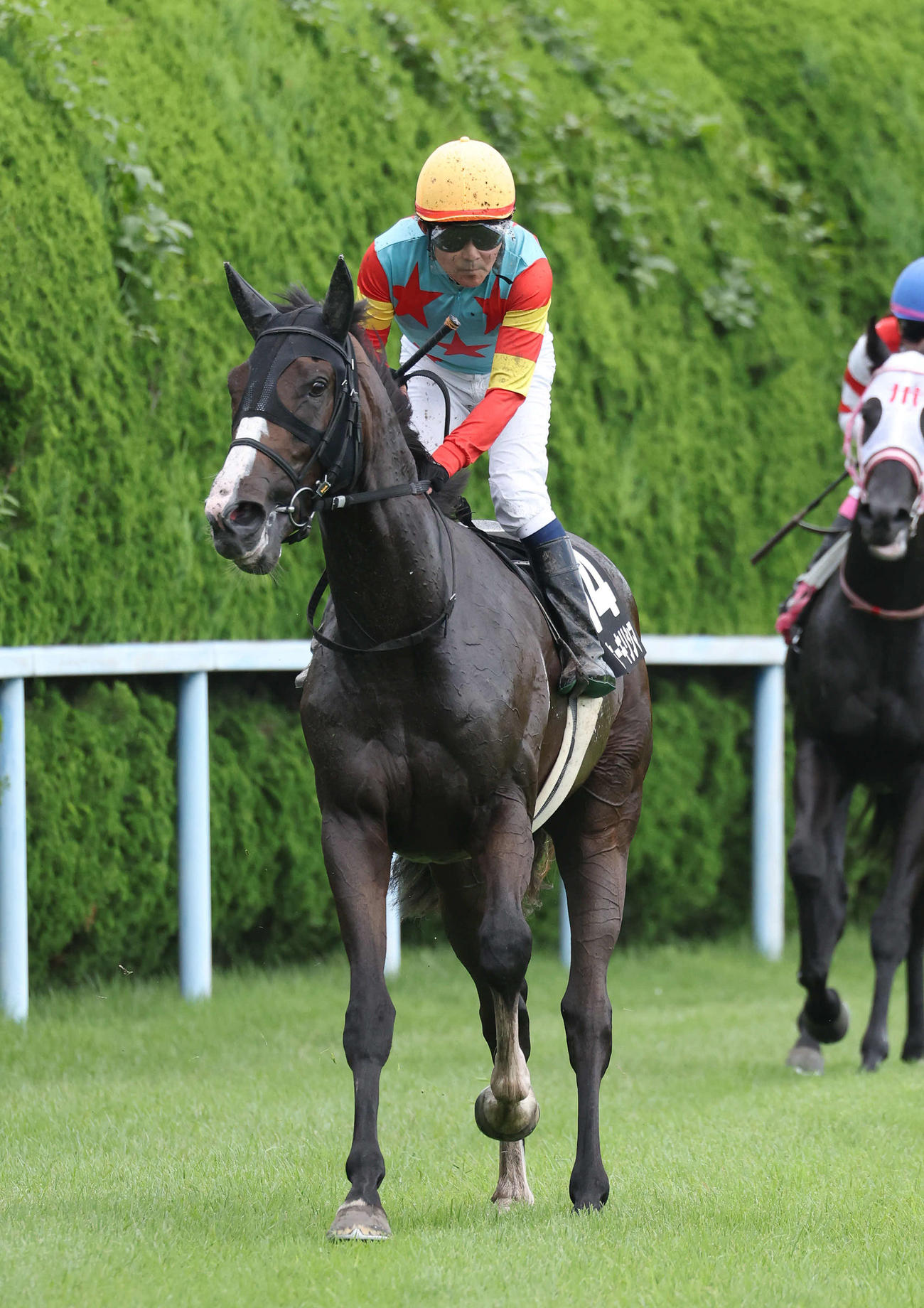 ひまわり賞、8着に終わった小牧太騎手騎乗のヤッホーキリシマ（撮影・白石智彦）