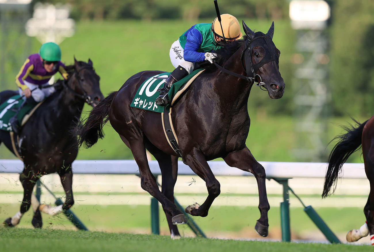 いしがきマイラーズを制したギャレット（写真提供・岩手県競馬組合）