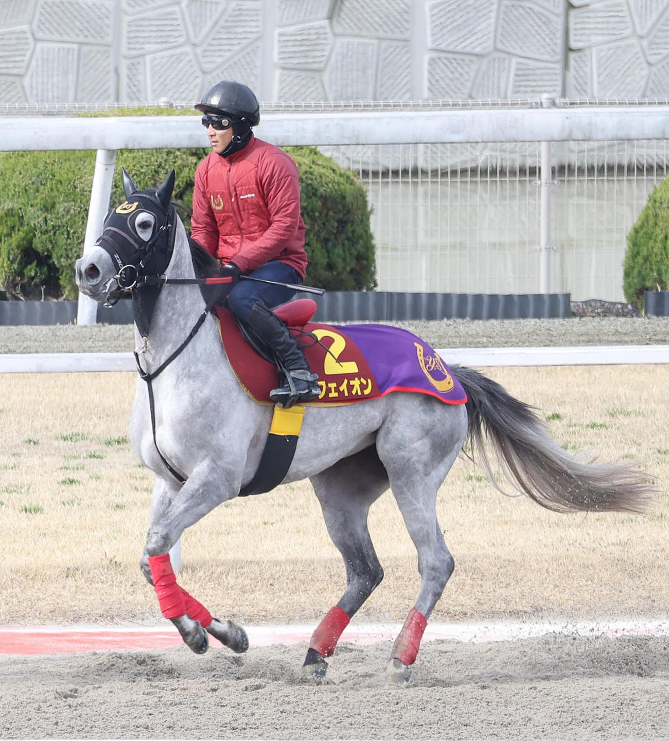 イフェイオン（2024年3月撮影）
