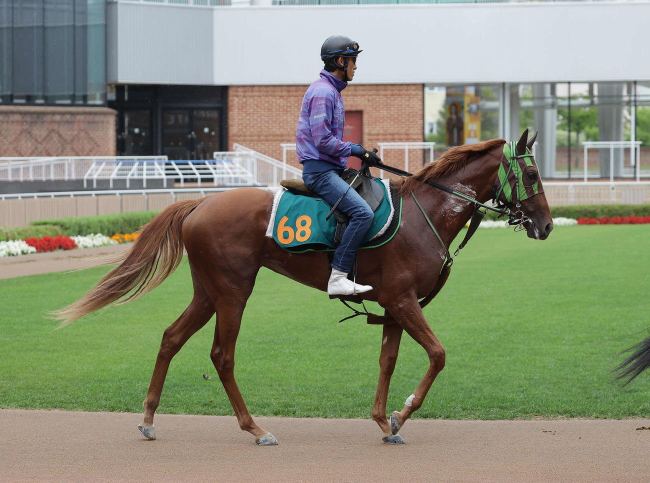 函館競馬場で調整を積むロパシック