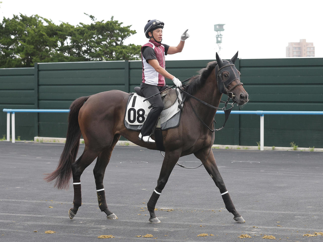 函館競馬場で調整を積むアルジーヌ