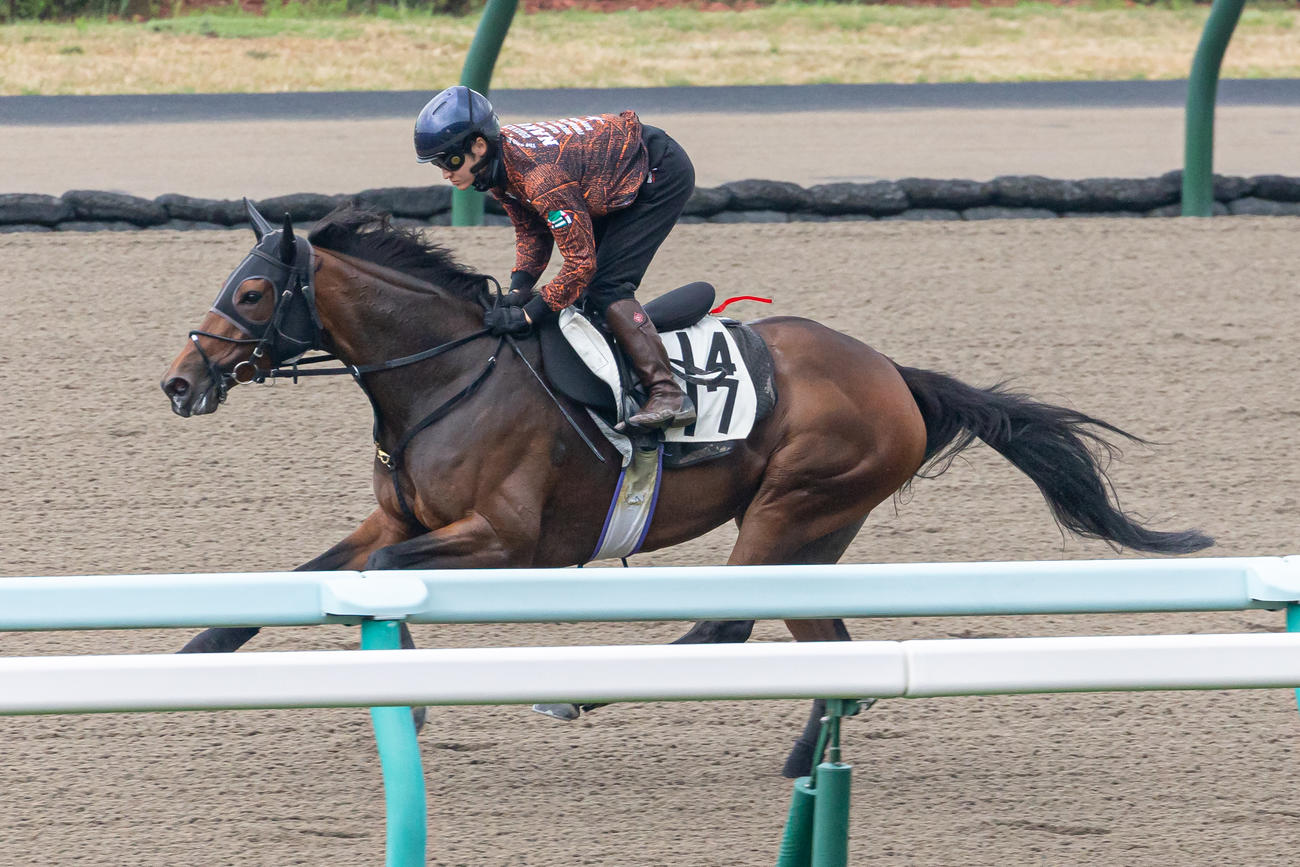 鮫島駿騎手を背に札幌ダートコースで追い切られるドゥアイズ（撮影・村野早祐）