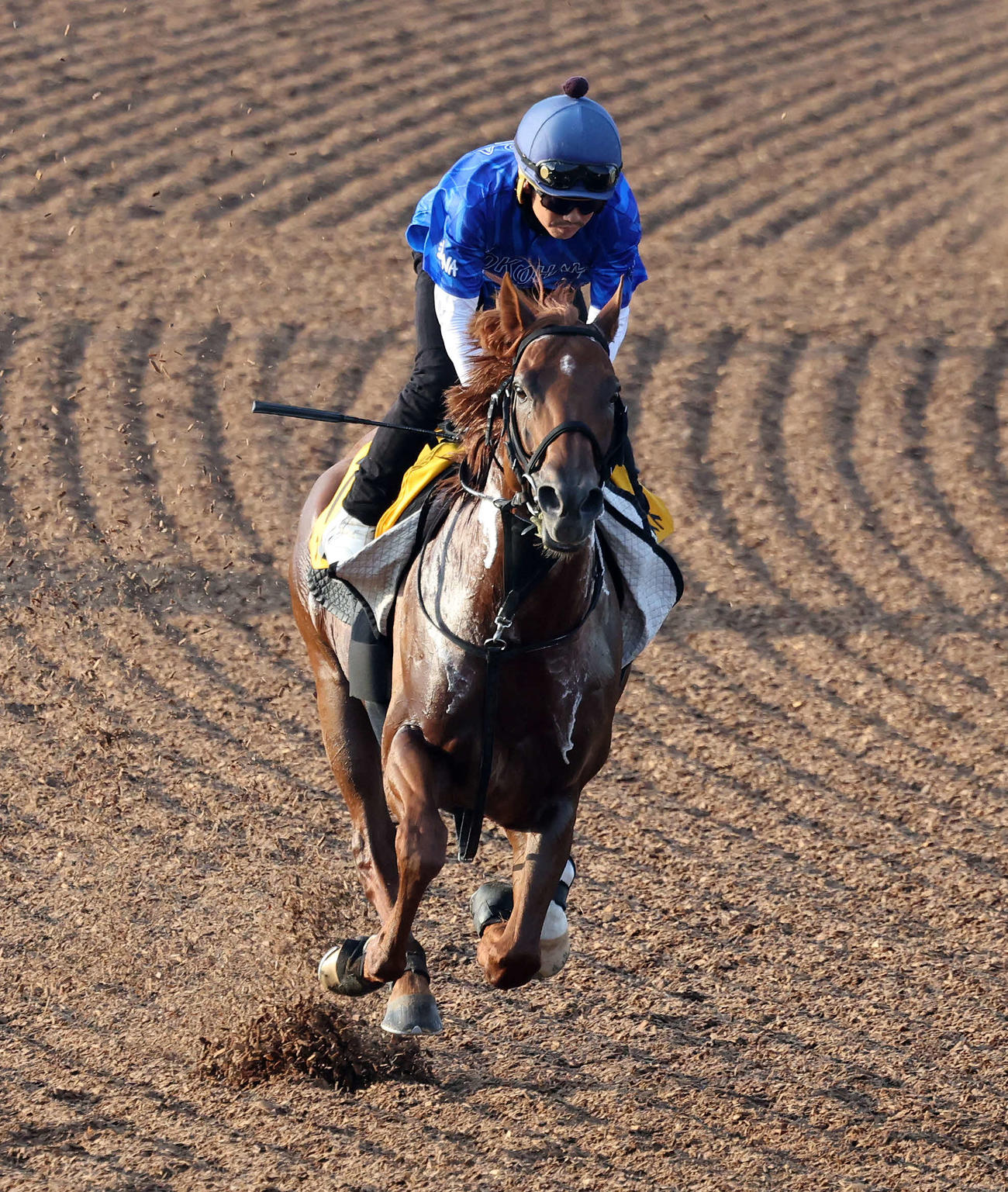 松岡正海騎手を背に美浦ウッドで追い切るウイングレイテスト（撮影・鈴木正人）