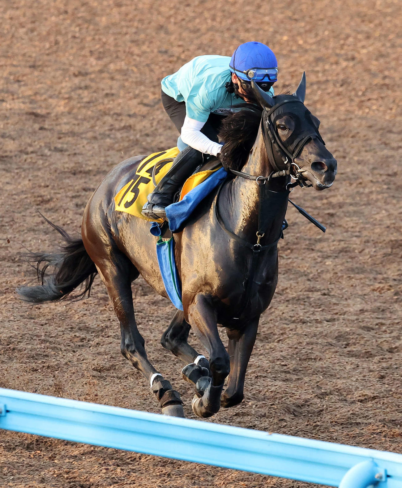 戸崎圭太騎手を背に美浦ウッドで追い切るファイアダンサー（撮影・鈴木正人）