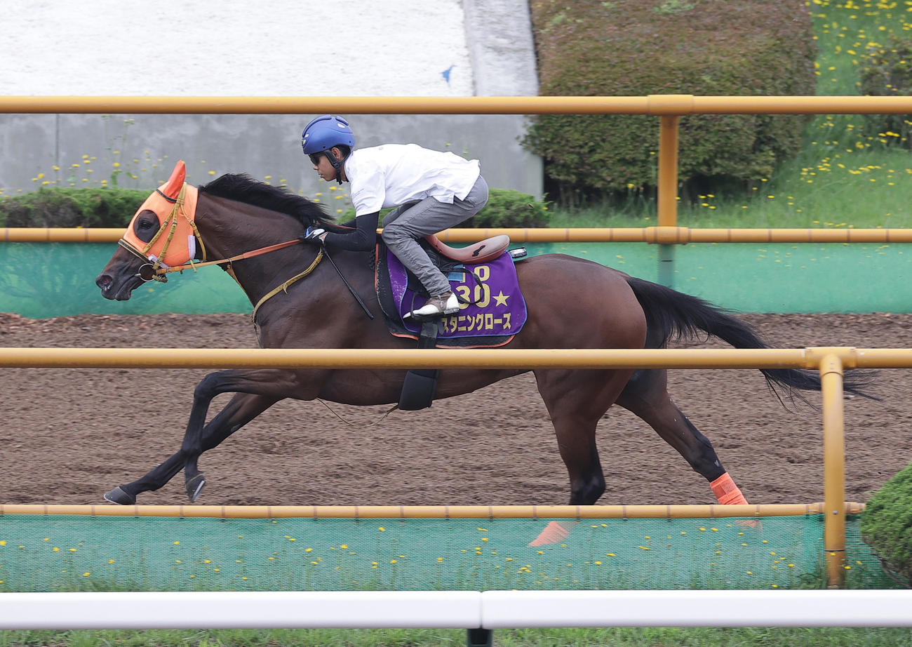 北村友一騎手を背に、函館ウッドチップコースで追い切られるスタニングローズ