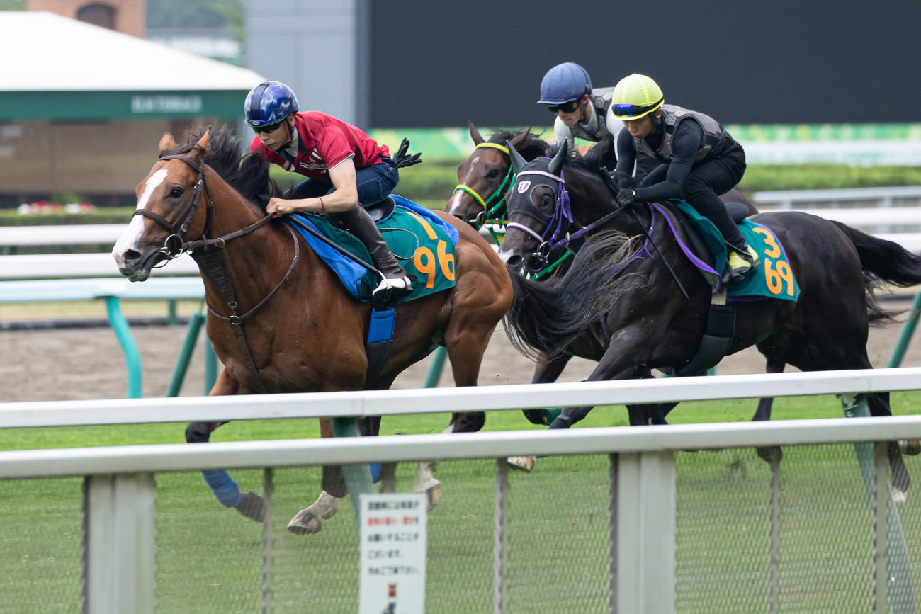 セラトーン（左）は横山武騎手を背に札幌芝コースで追い切られる（撮影・村野早祐）