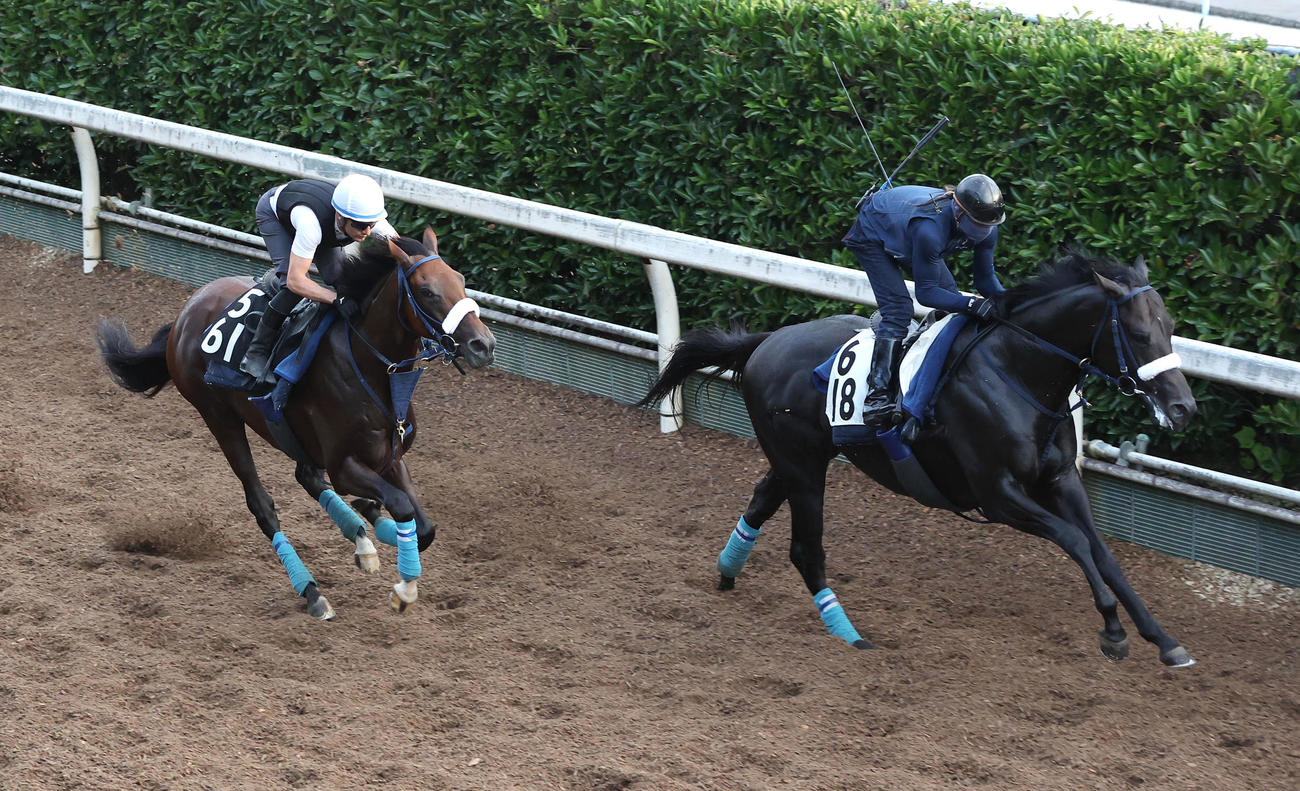 ジーサイクロン（左）はM・デムーロ騎手を背に坂路でケイアイアニラと併せて追い切る（撮影・白石智彦）