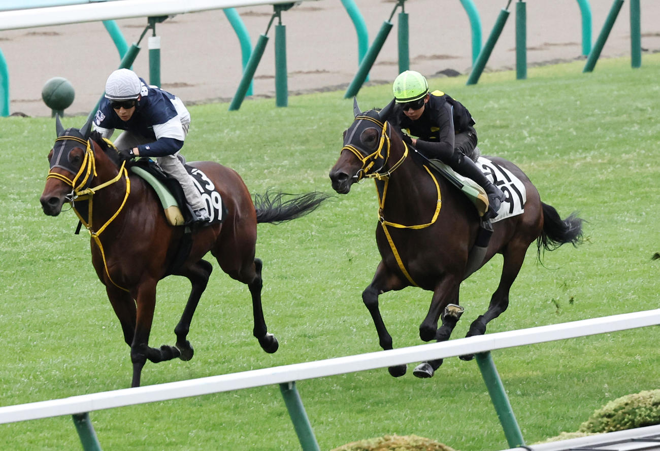 高杉吏麒騎手を背に、札幌芝コースで追い切られるモズゴールドバレル（右）