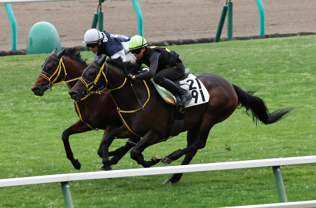 高杉吏麒騎手を背に、札幌芝コースで追い切られるモズゴールドバレル（右）