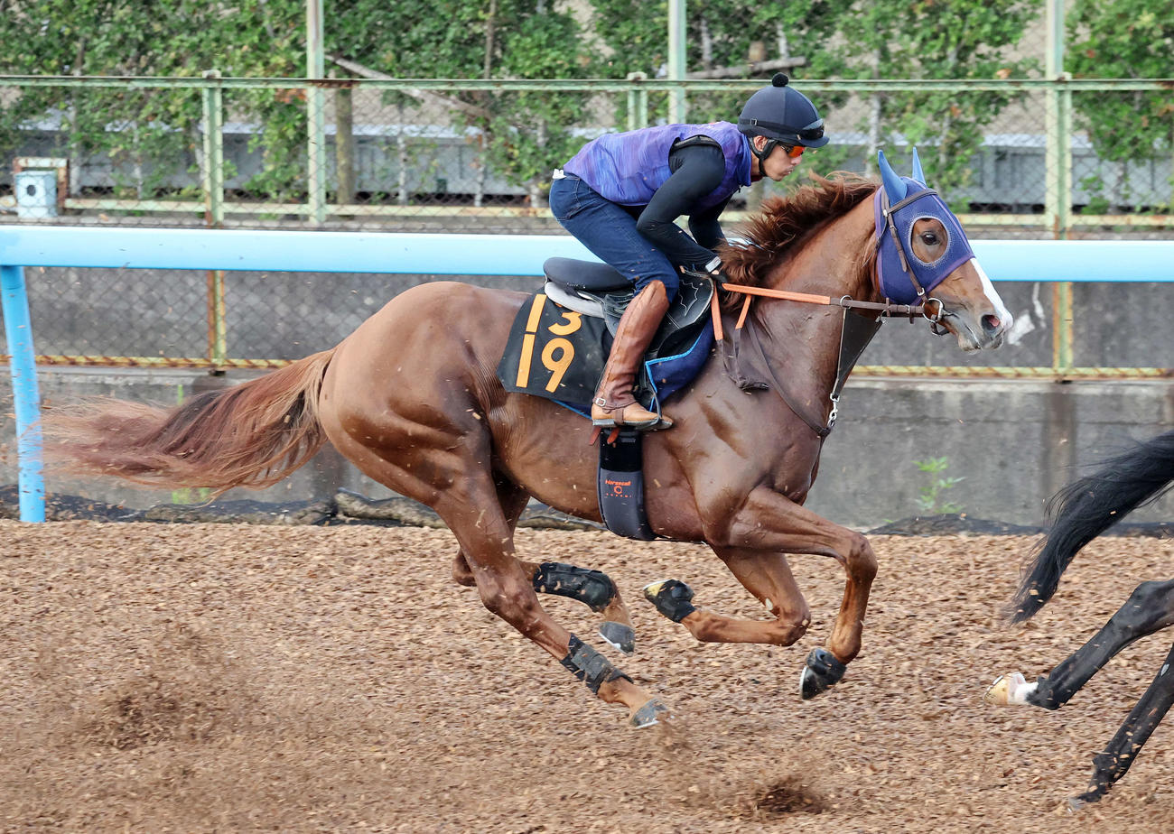 美浦ウッドで3頭併せで追い切るミッキーファイト（撮影・鈴木正人）