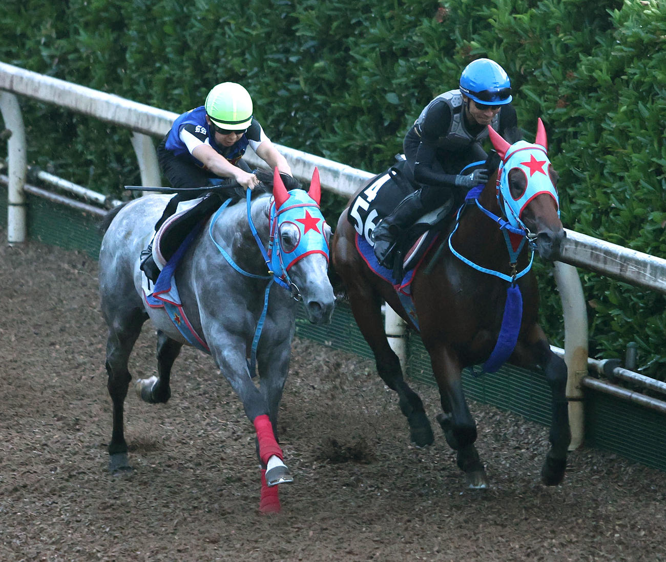 和田竜騎手を背に坂路をメイショウカゲカツ（左）と併せ馬で追い切るサトノフェニックス（撮影・白石智彦）