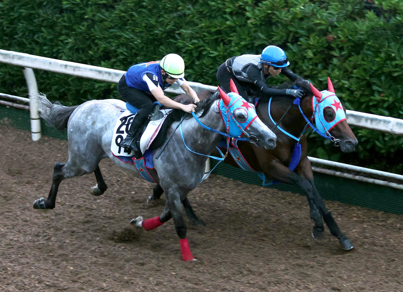 和田竜騎手を背に坂路をメイショウカゲカツ（左）と併せ馬で追い切るサトノフェニックス（撮影・白石智彦）
