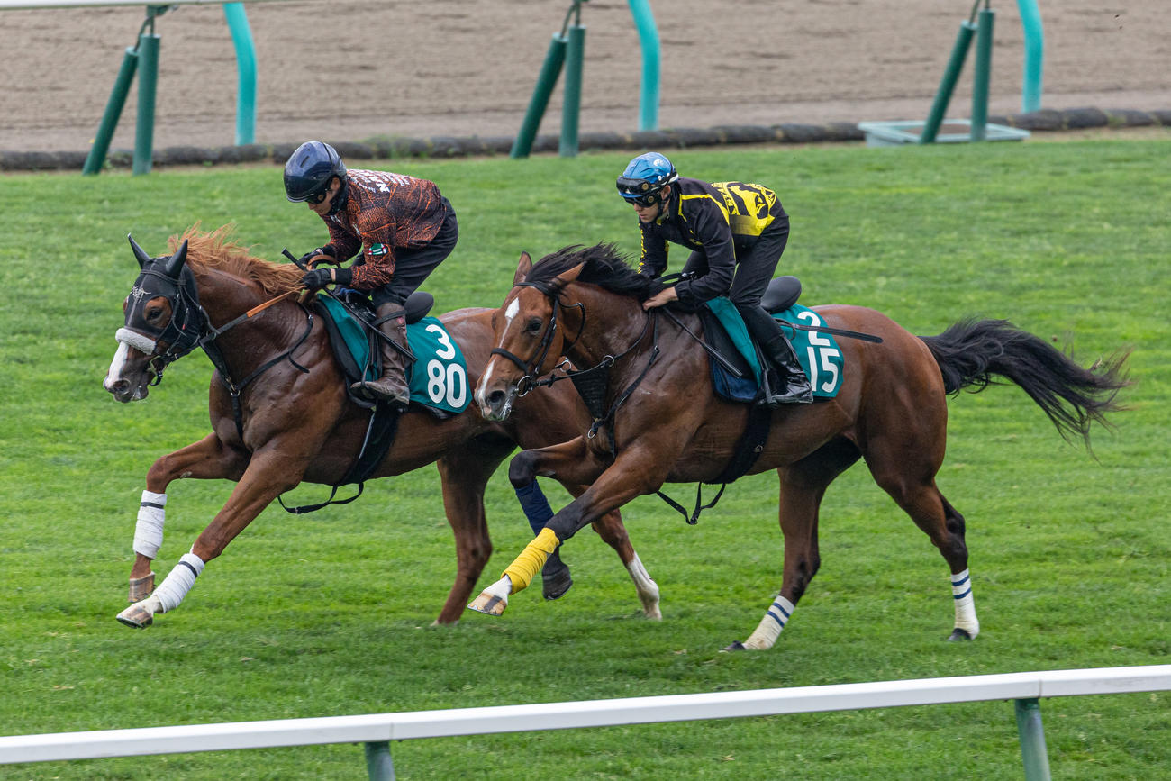 鮫島駿騎手を背に札幌芝コースで追い切られるブルクトーア（左）（2024年7月24日撮影）