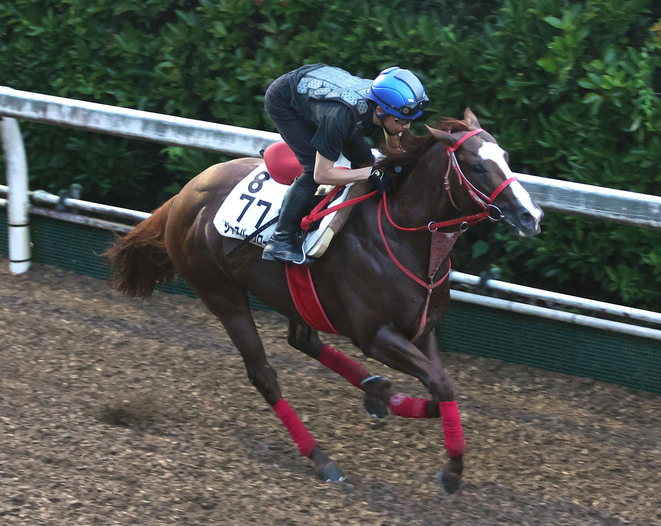 団野騎手を背に坂路を単走で追い切るジャスパークローネ（撮影・白石智彦）