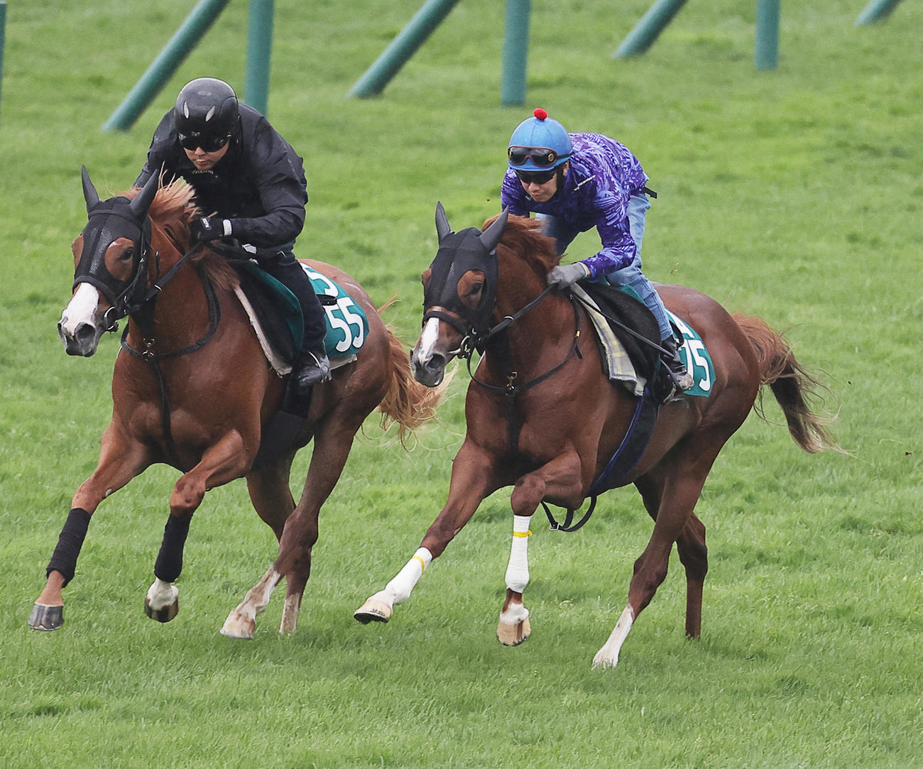 函館芝コースで、併せ馬で追い切られるアルテヴェローチェ（右）