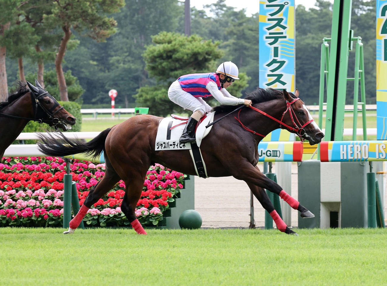 メイクデビュー新潟を制したジャスパーディビネと松若風馬騎手（撮影・鈴木正人）