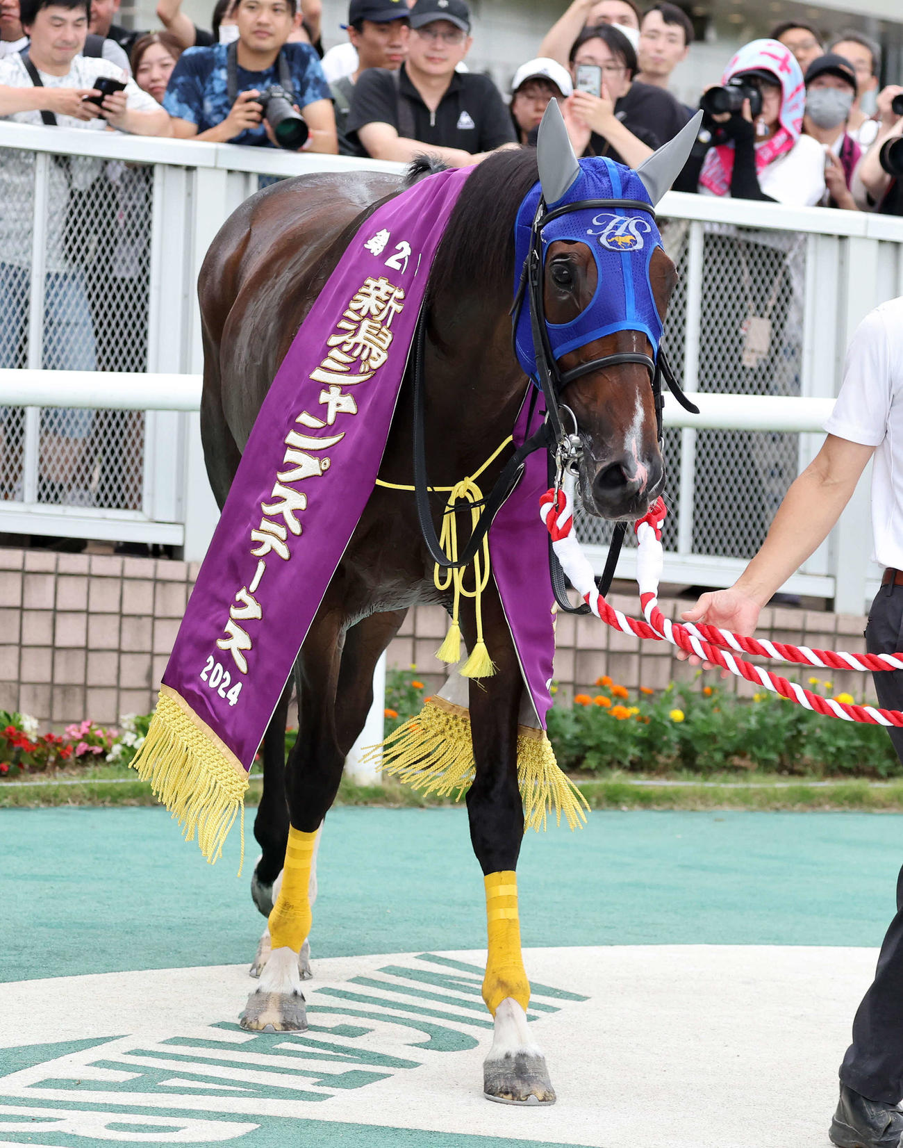新潟ジャンプSを制したホッコーメヴィウス（撮影・鈴木正人）