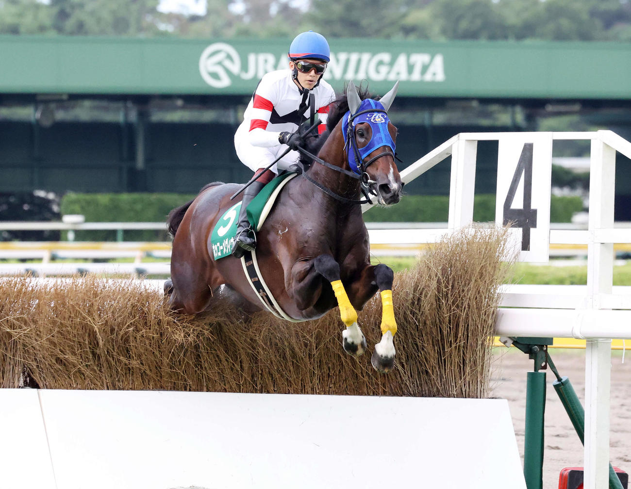 新潟ジャンプSを制したホッコーメヴィウスと小牧加矢太騎手（撮影・鈴木正人）