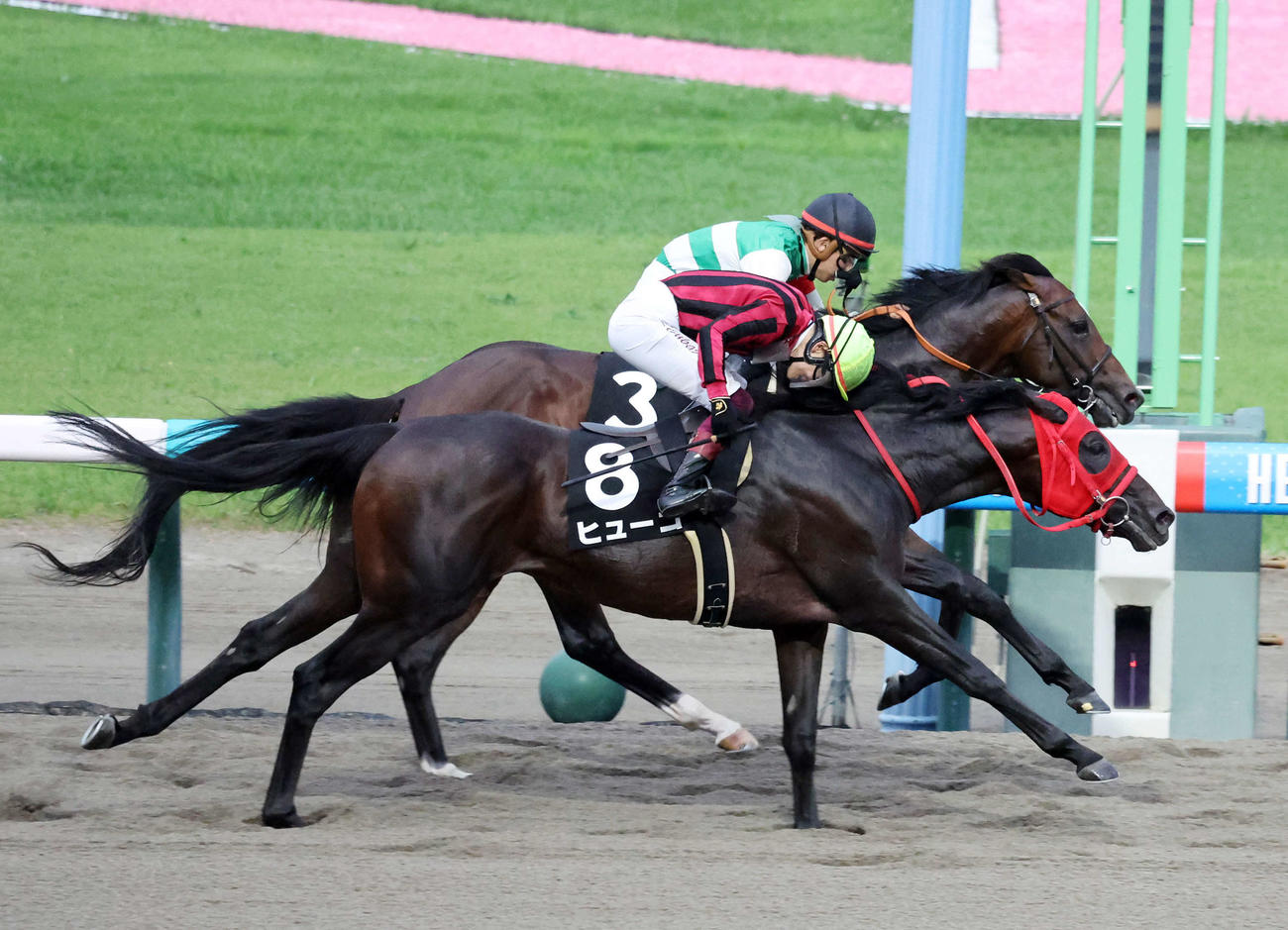 麒麟山特別を制したヒューゴ（手前）と笹川翼騎手（撮影・鈴木正人）