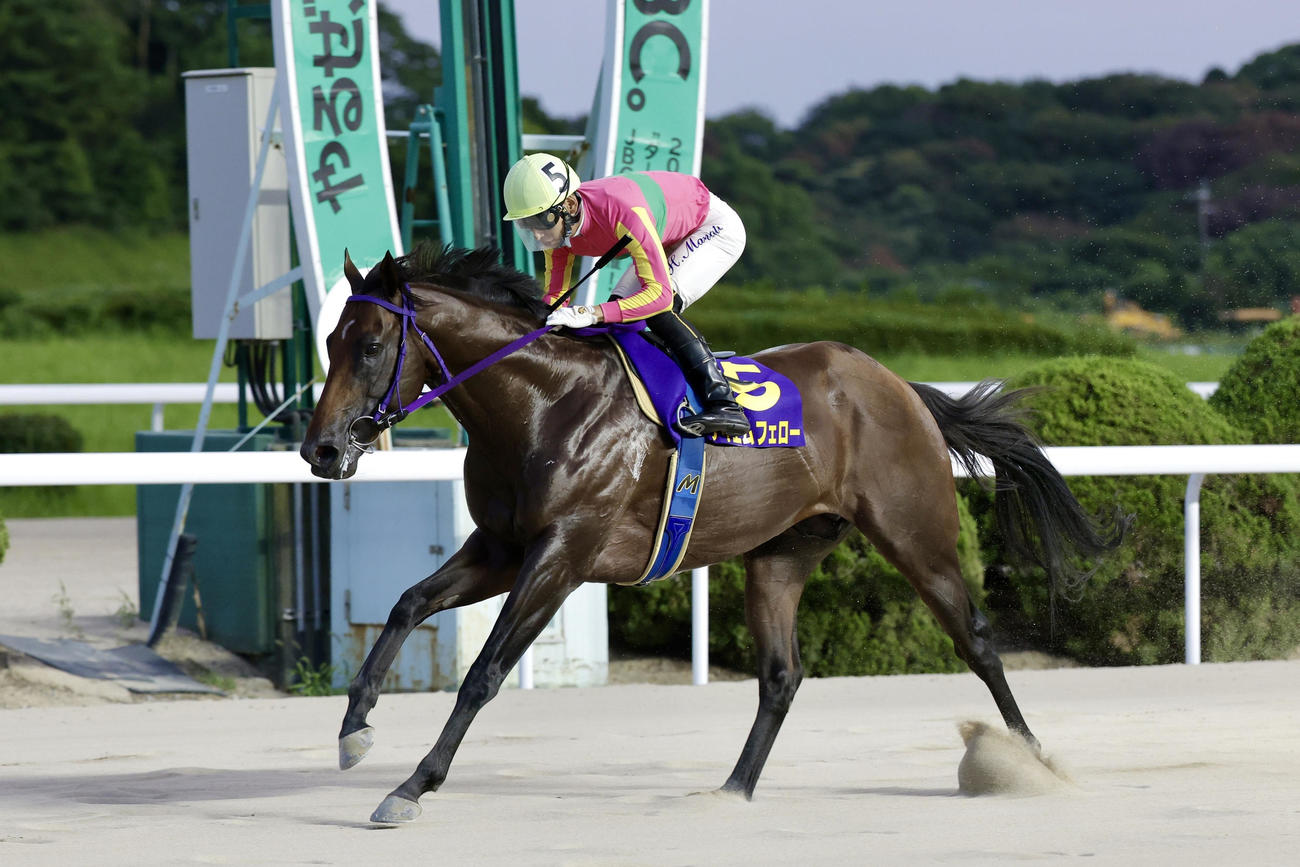 吉野ヶ里記念を制したテイエムフェロー（提供写真＝2024年7月28日、佐賀競馬場）