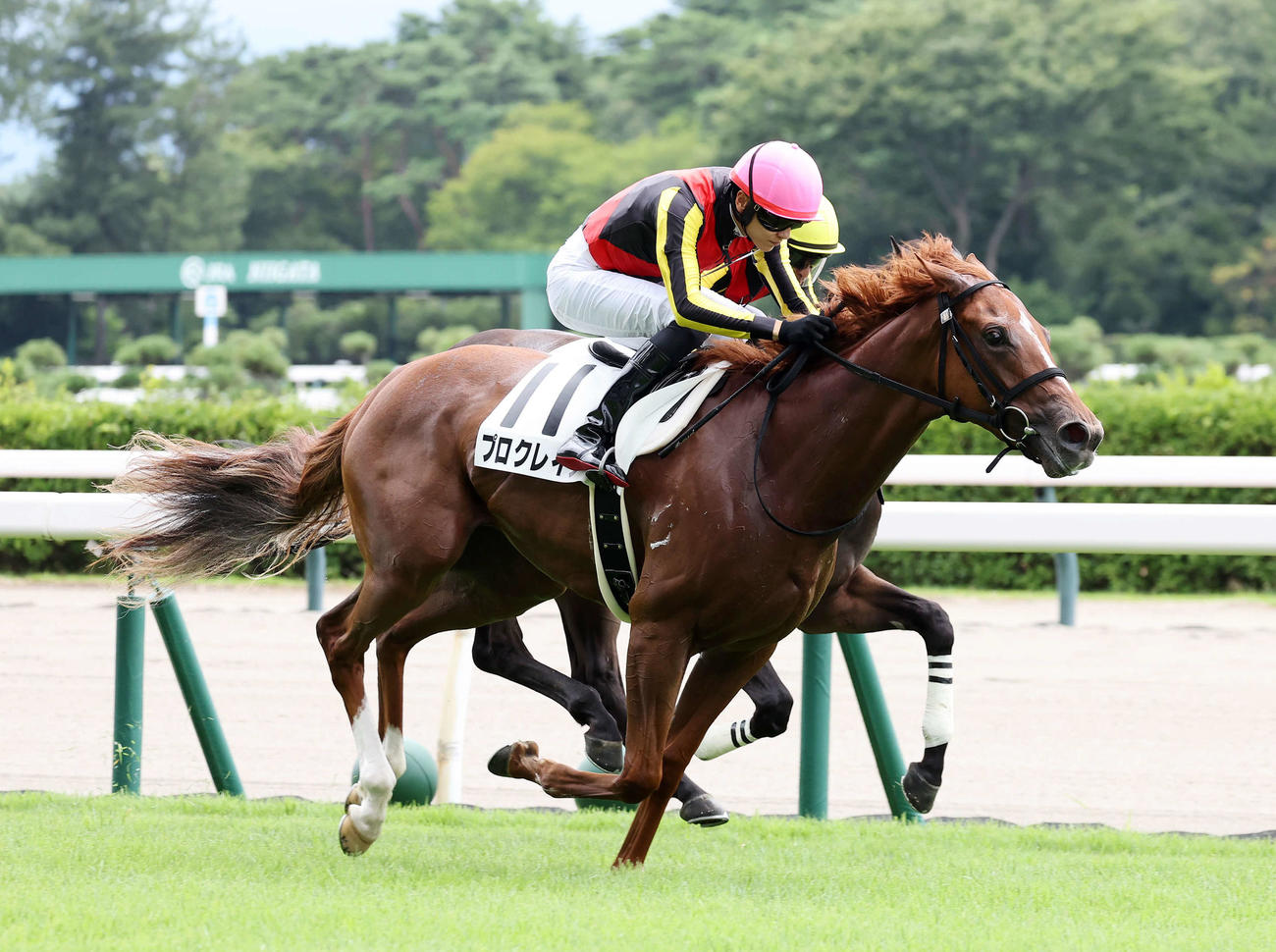 新馬戦を制したプロクレイア（手前）と坂井瑠星騎手（撮影・鈴木正人）