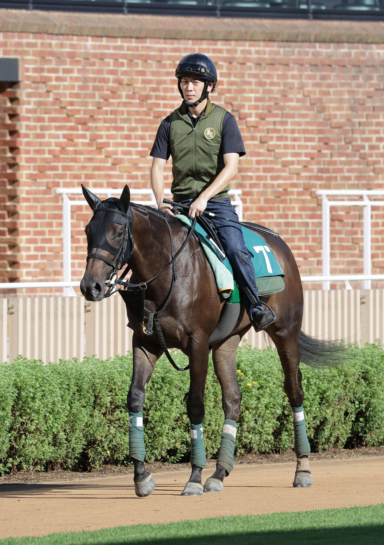 函館競馬場で調整を積むアルマヴェローチェ