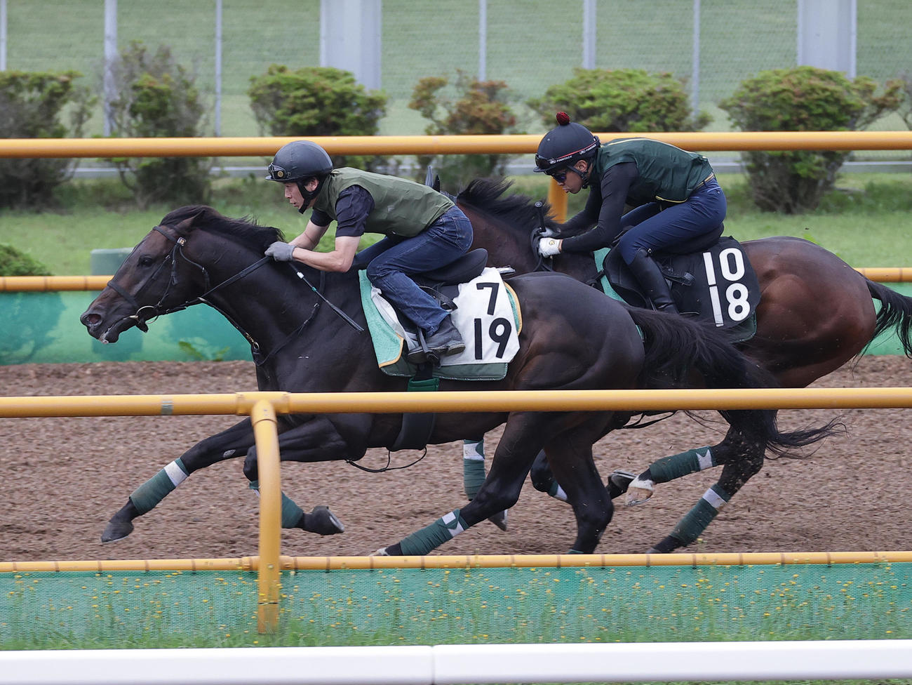 函館ウッドチップコースで、併せ馬で追い切られるサヴァ（左）