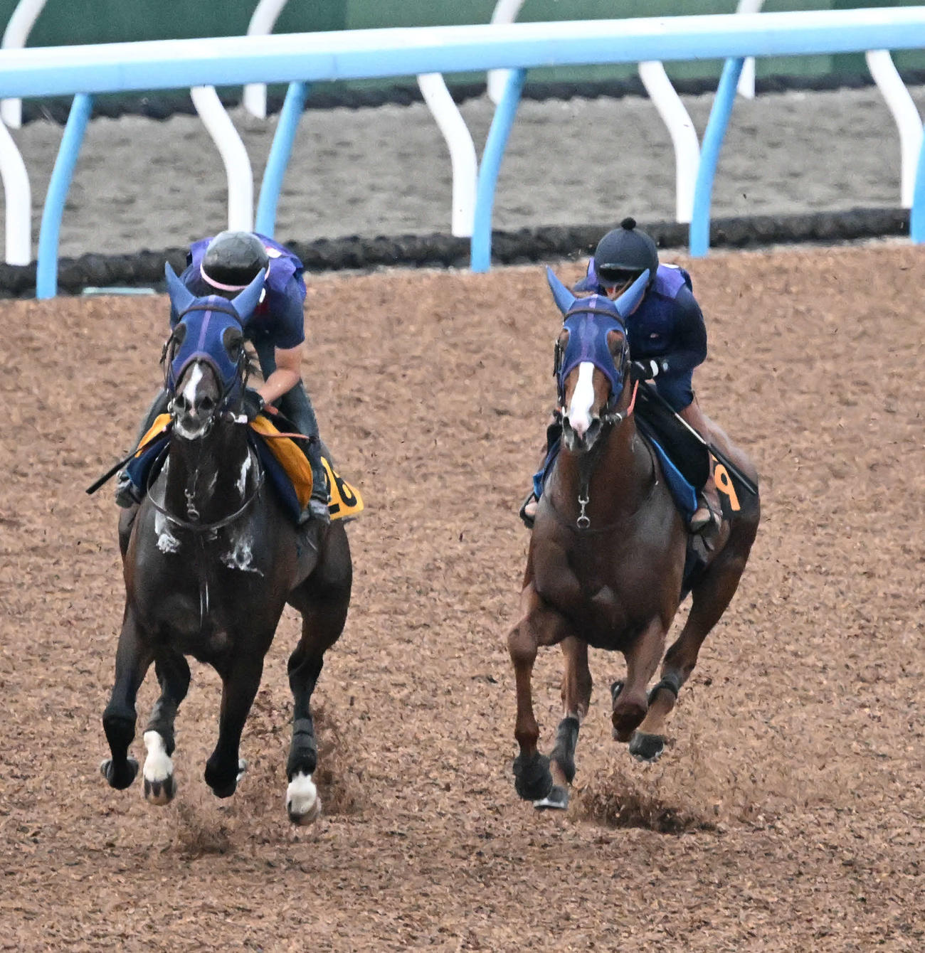 美浦ウッドでベジャールと併せて追い切るミッキーファイト（右）（撮影・千葉一成）