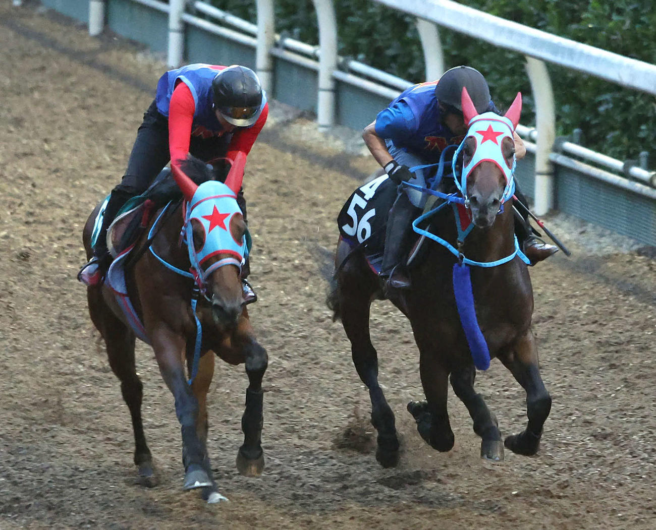 坂路をオニマル（左）と併せ馬で追い切るサトノフェニックス（撮影・白石智彦）