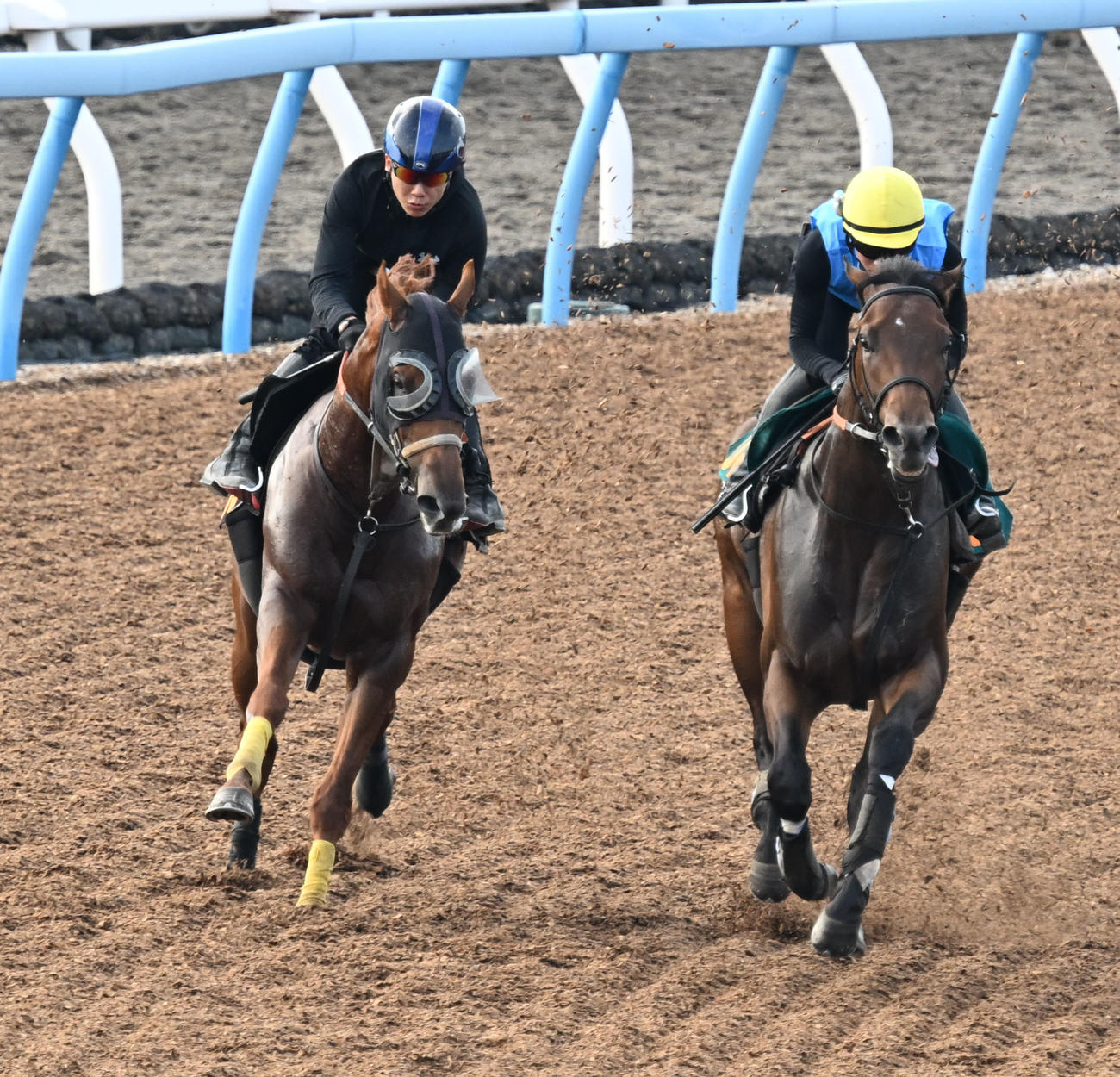 美浦ウッドでジャナドリアと併せて追い切るハビレ（左）（撮影・千葉一成）