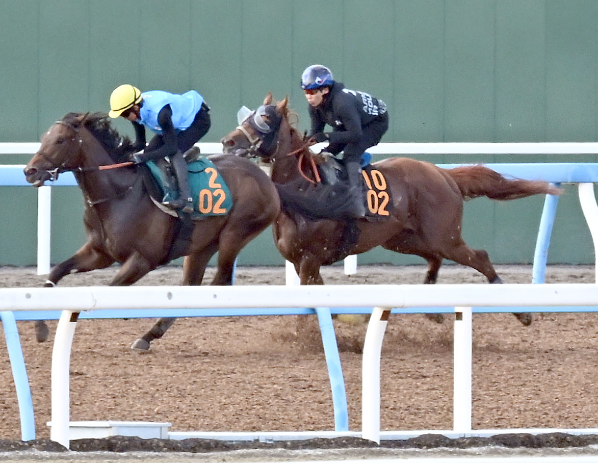 美浦ウッドでジャナドリアと併せて追い切るハビレ（右）（撮影・千葉一成）