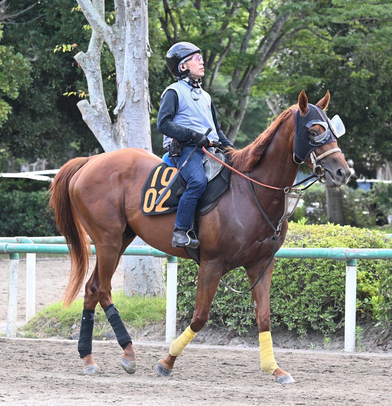 乗り運動するハビレ（撮影・千葉一成）