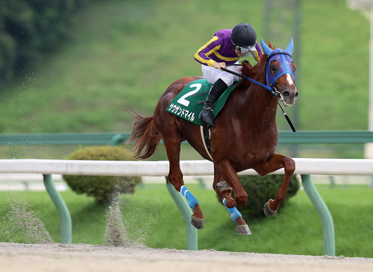 若鮎賞を制したサウザンドマイル（写真提供・岩手県競馬組合）