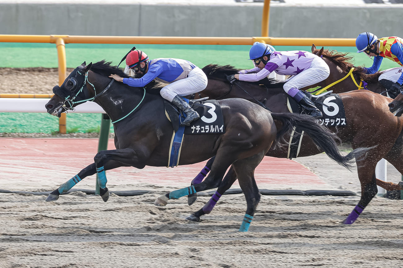 マリーンSを制したナチュラルハイと永野猛蔵騎手（左）（2024年7月6日撮影）
