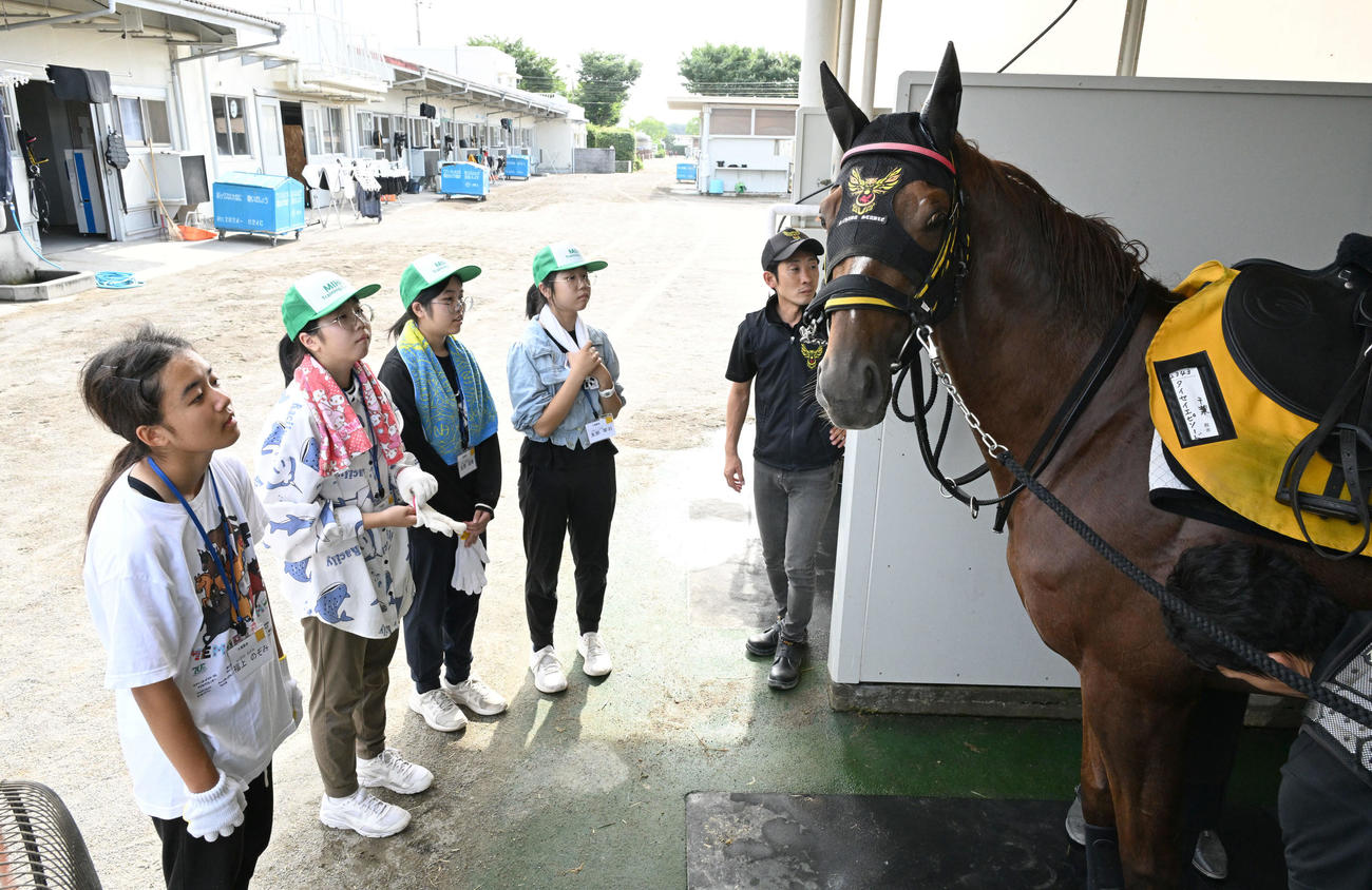 千葉師（左端）の説明を聞きながら競走馬を間近に見る中学生たち（撮影・千葉一成）