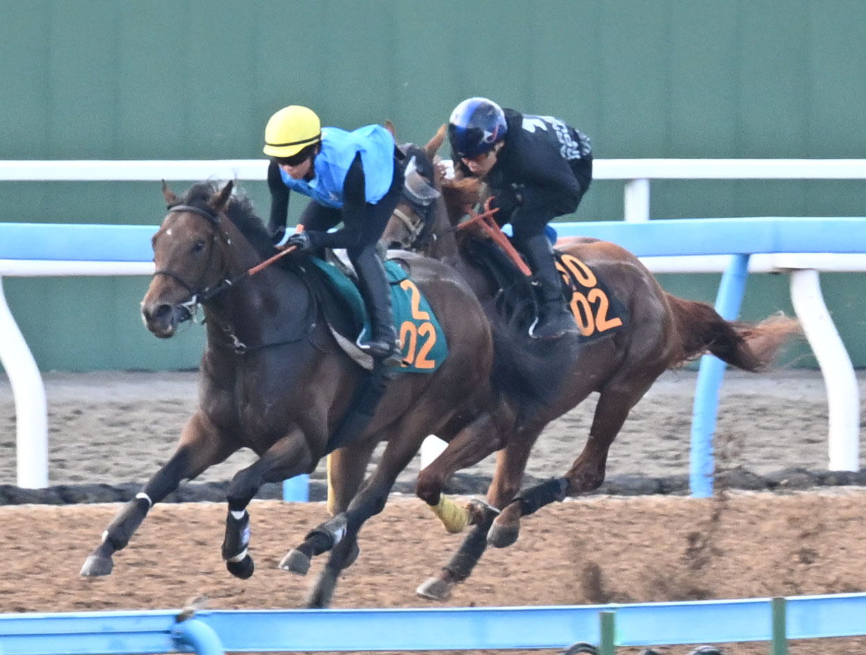 美浦ウッドでハビレと併せて追い切るジャナドリア（左）（撮影・千葉一成）