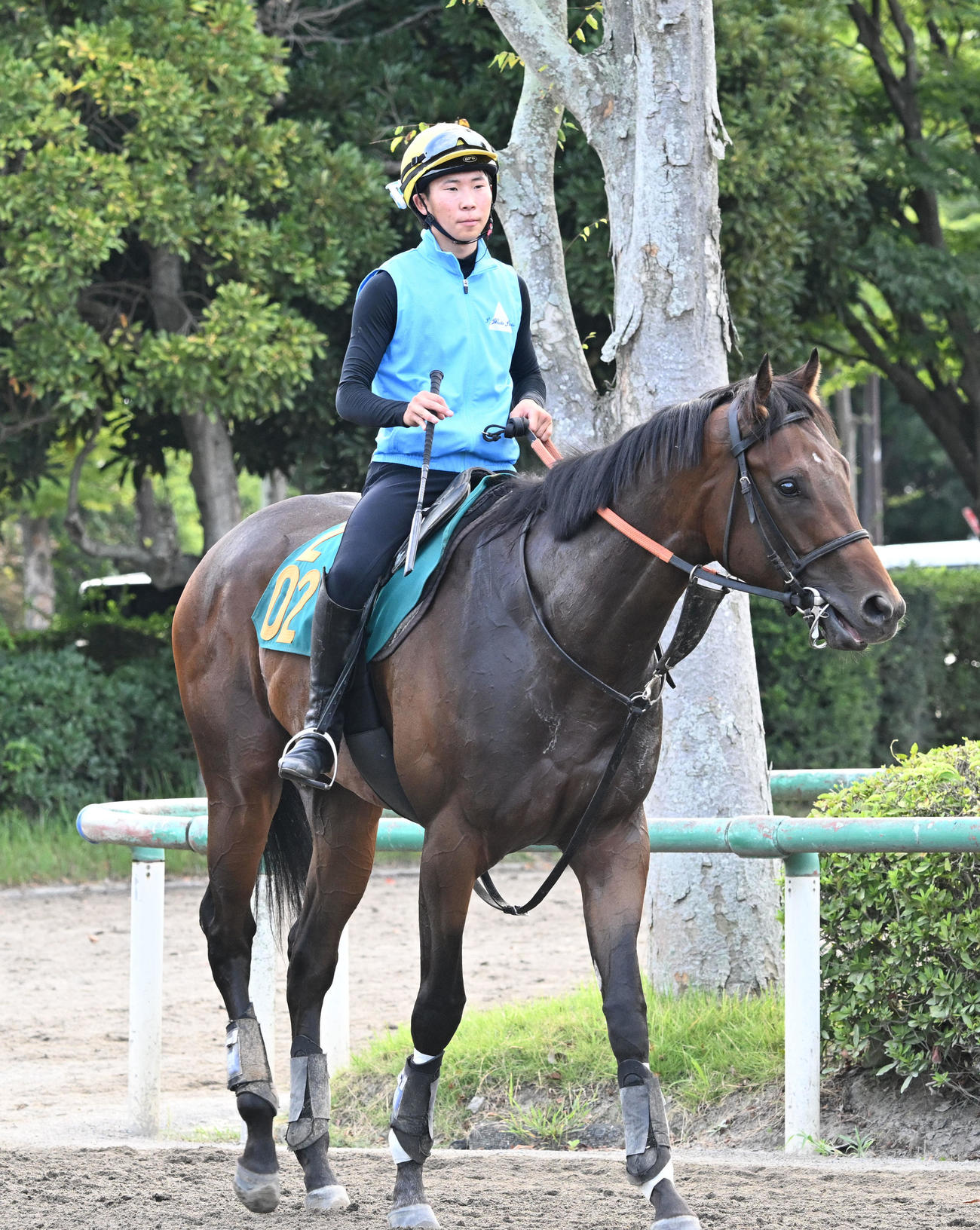 乗り運動するジャナドリア（撮影・千葉一成）