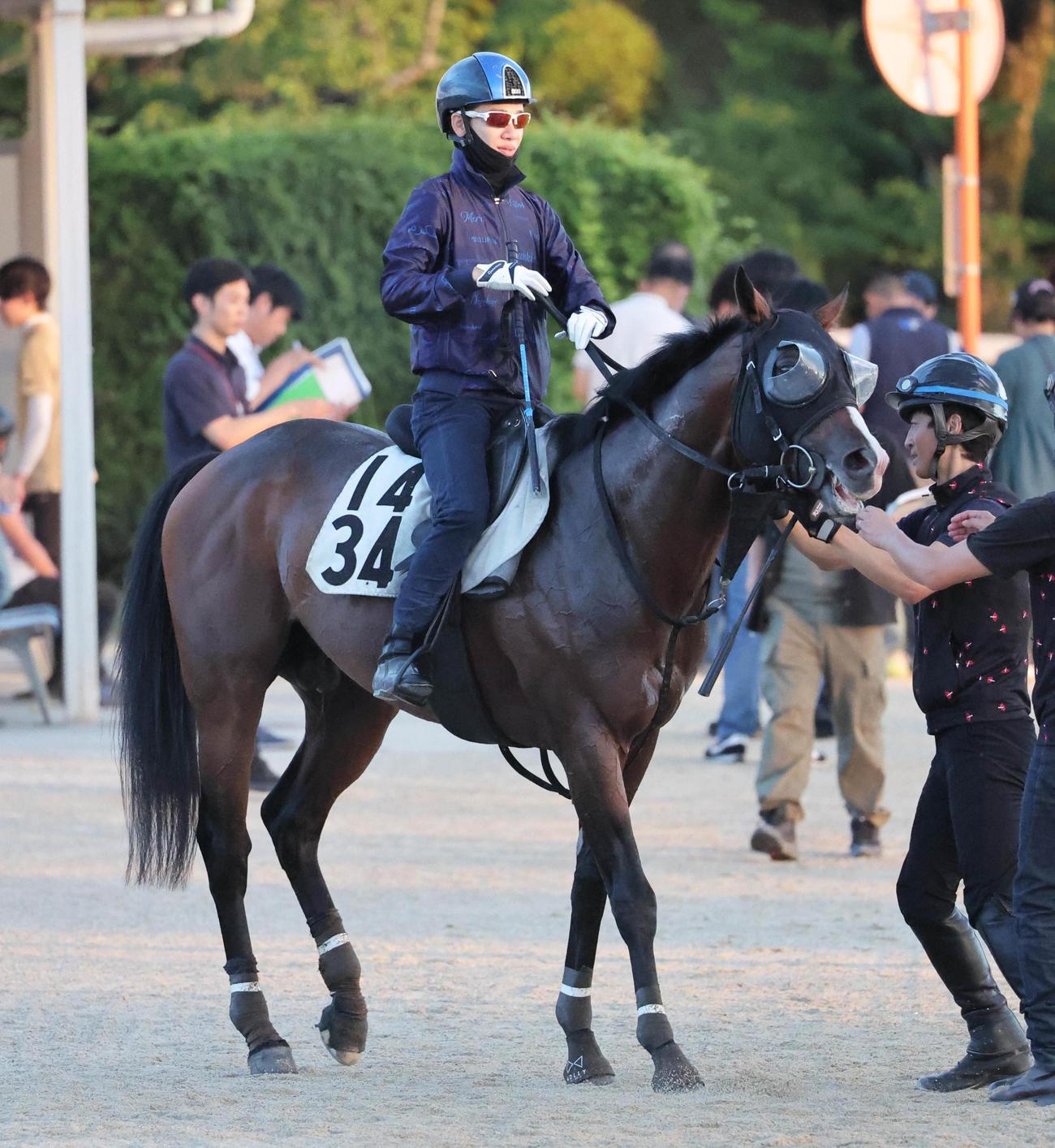 松山弘平騎手を背に併せ馬で追い切ったトゥードジボン