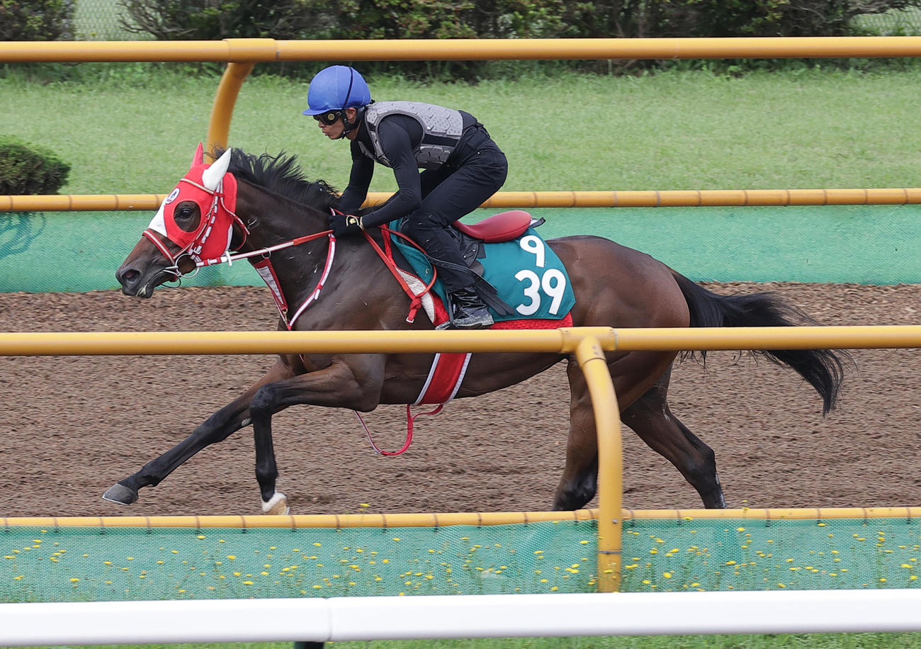 函館ウッドチップコースで追い切られるシカレ