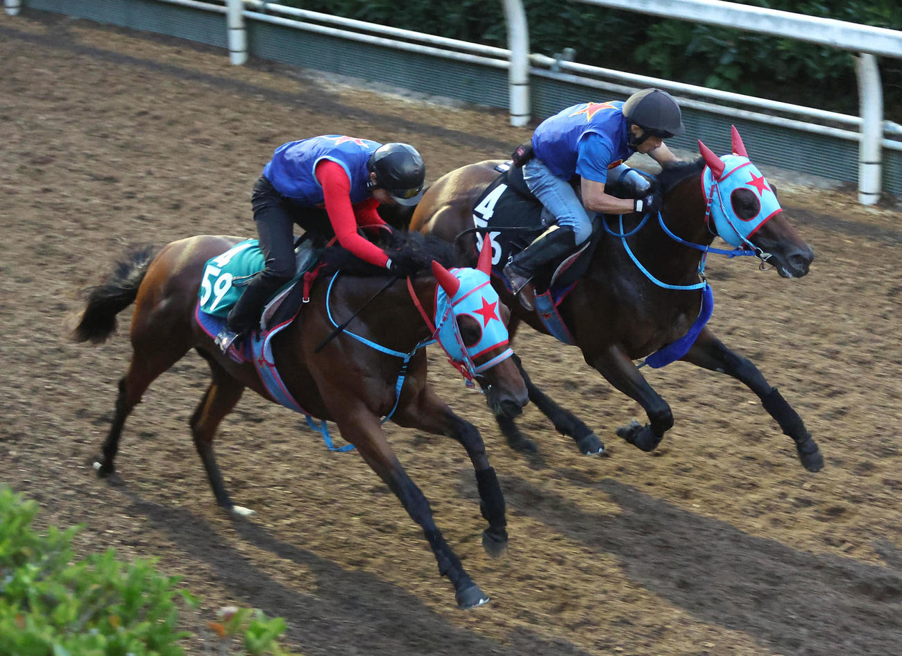 7月31日、坂路をオニマル（左）と併せ馬で追い切るサトノフェニックス（撮影・白石智彦）