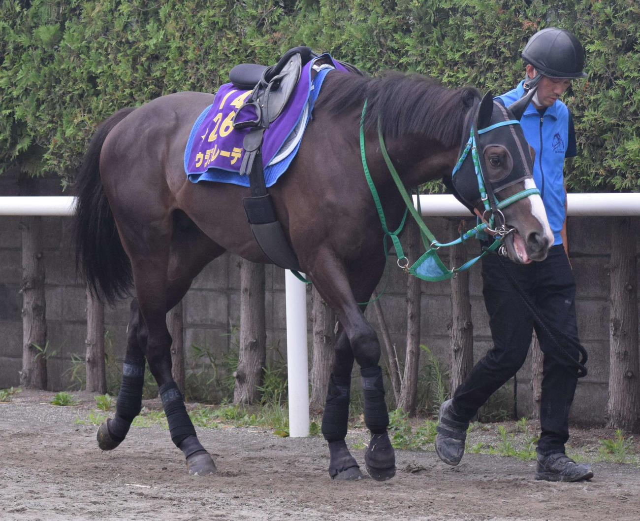 厩舎回りを運動するドゥラエレーデ（撮影・桑原幹久）