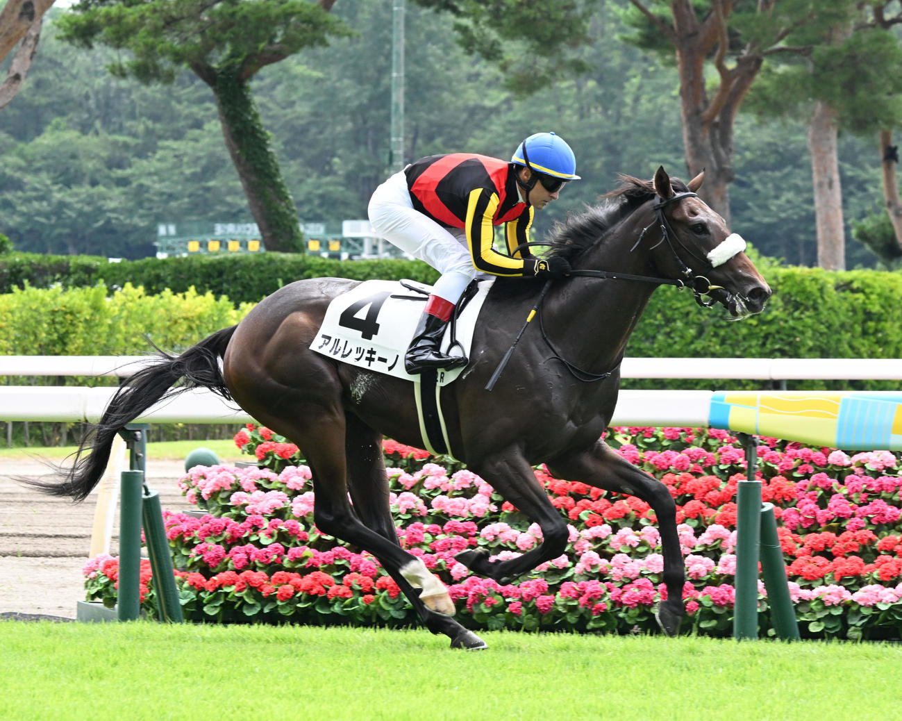 新潟2R 2歳未勝利戦を制したアルレッキーノとルメール騎手（撮影・千葉一成）