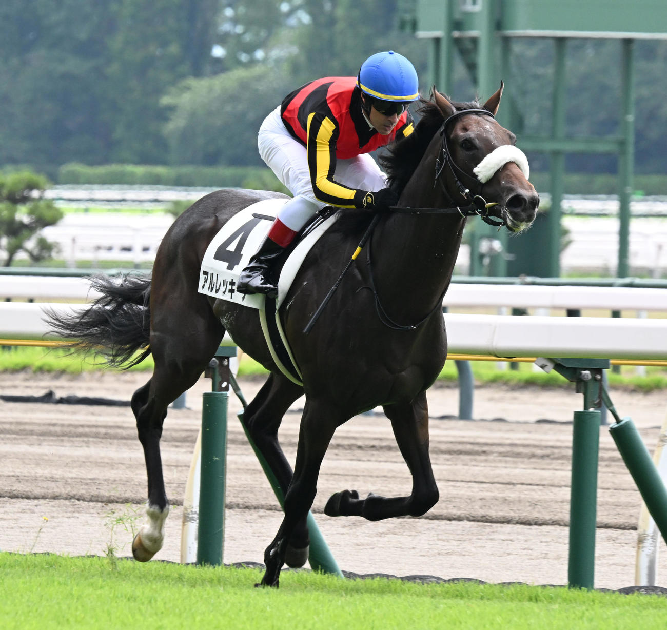 新潟2R 2歳未勝利戦を制したアルレッキーノとルメール騎手（撮影・千葉一成）