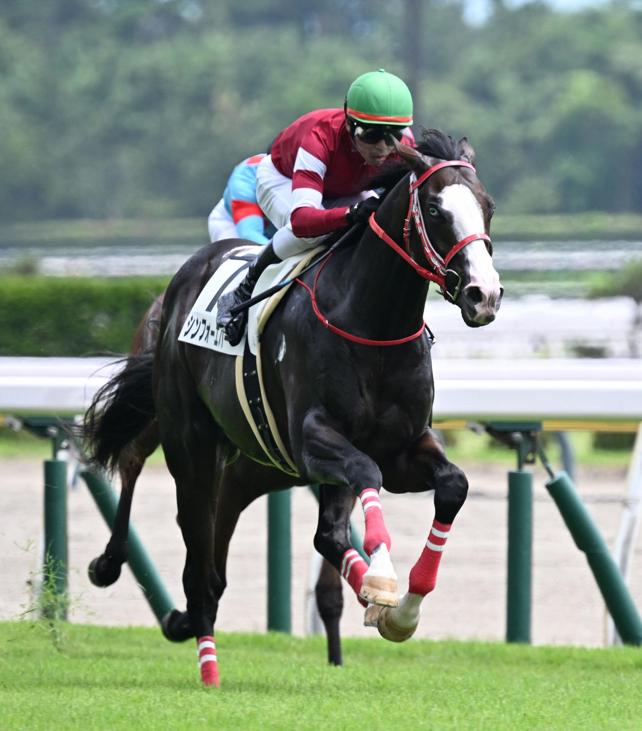 新潟4R　メイクデビュー新潟を制したシンフォーエバーと戸崎騎手（撮影・千葉一成）