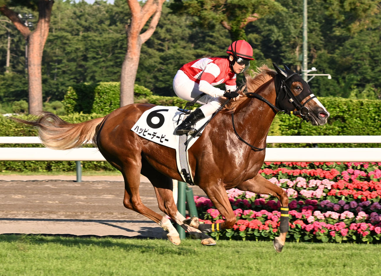 新潟10R 3歳未勝利戦を制したハッピーデービーと大江原騎手（撮影・千葉一成）