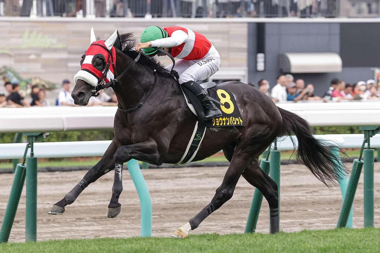 札幌日経OPを制したショウナンバシットと佐々木騎手（撮影・村野早祐）