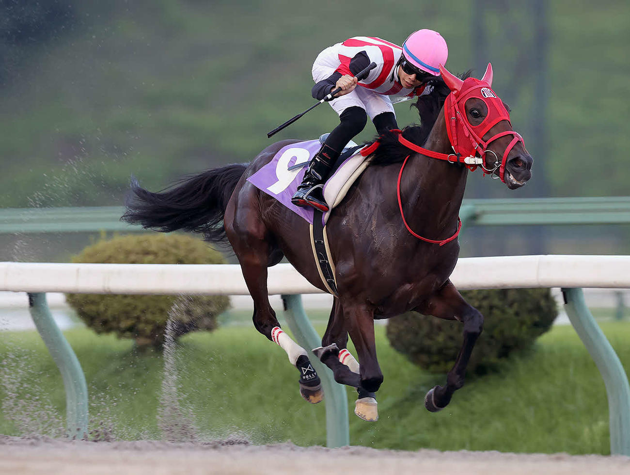 フェアリーCを制したミニアチュール（写真提供・岩手県競馬組合）